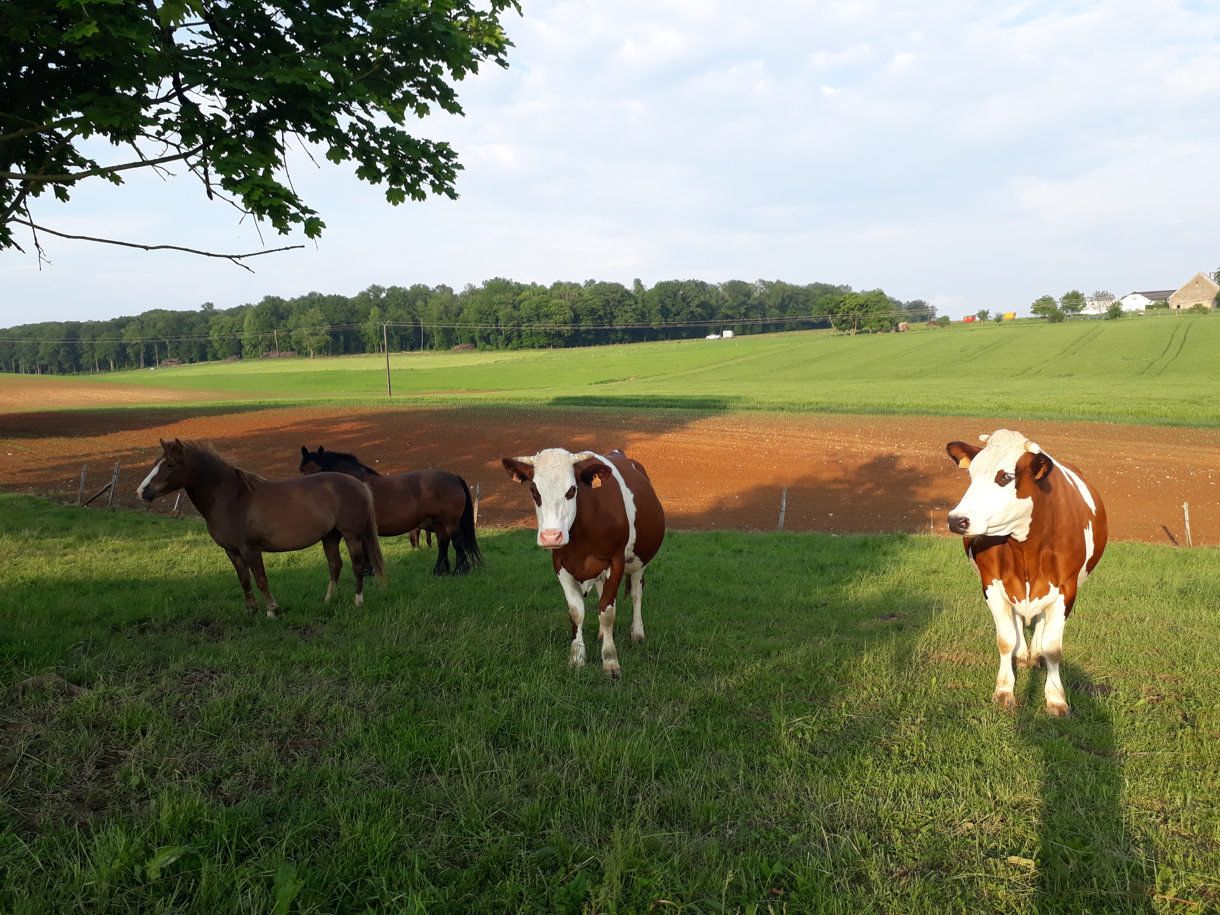 Ferme de They