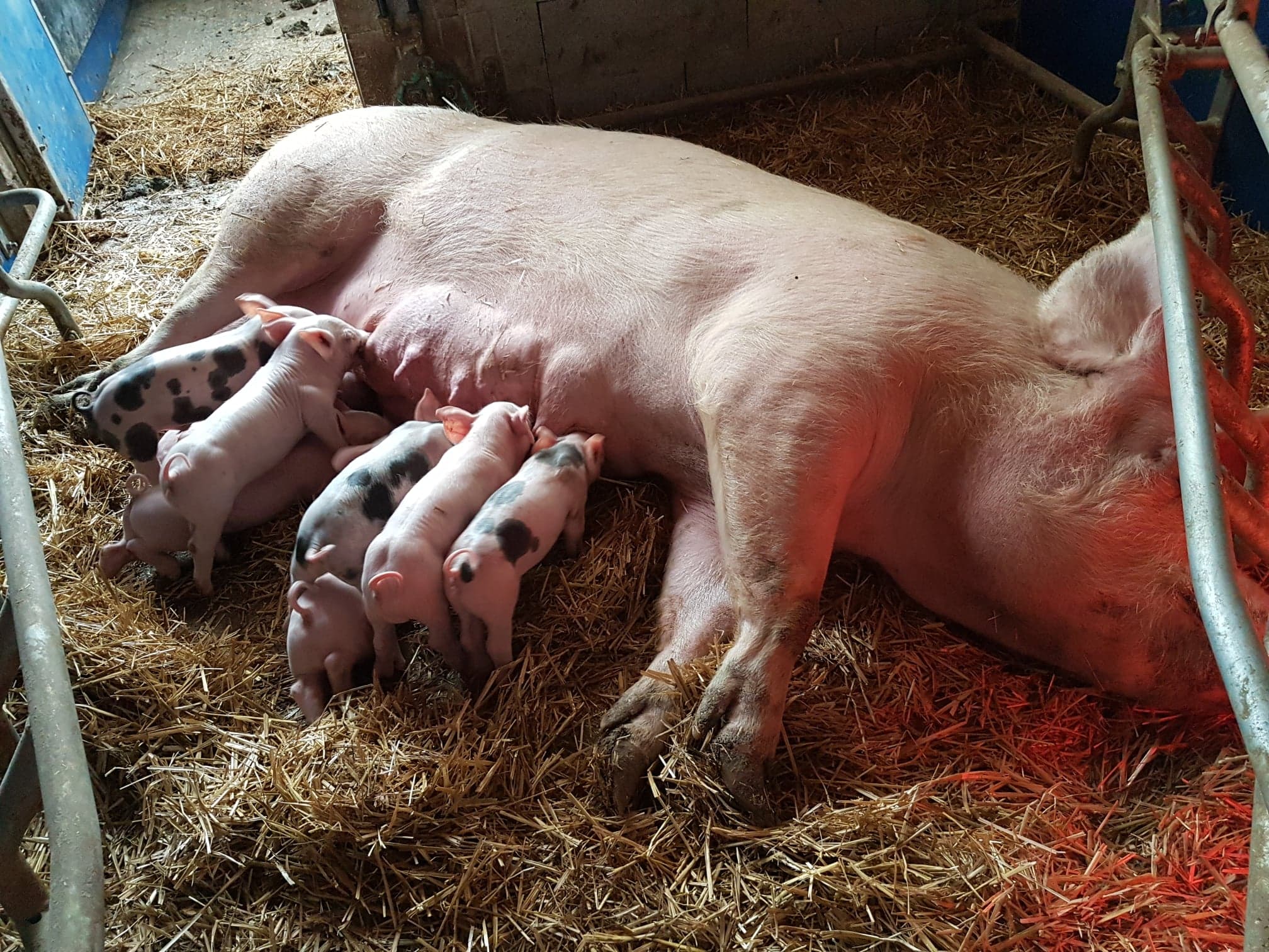 Ferme de They